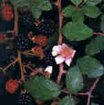 Rubus ulmifolius Schott.