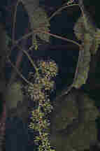 Vitis vinifera L.
