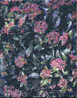 Viburnum tinus L.