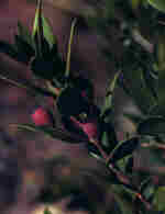 Myrtus communis L.