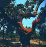 Quercus suber L.