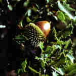 Quercus coccifera L.