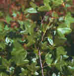 Acer monspessulanum L.