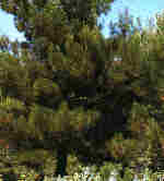 Pinus pinaster AITON