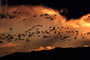 Migraci�n de aves por Sierra Madrona