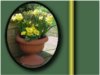 spring flowers