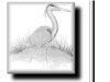 heron