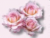 summer roses