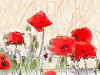 summer poppies