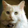 cat-white.gif (50439 bytes)