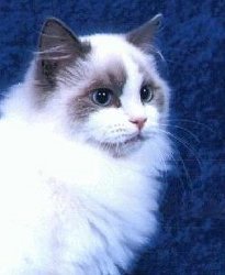 cat.jpg (10951 bytes)