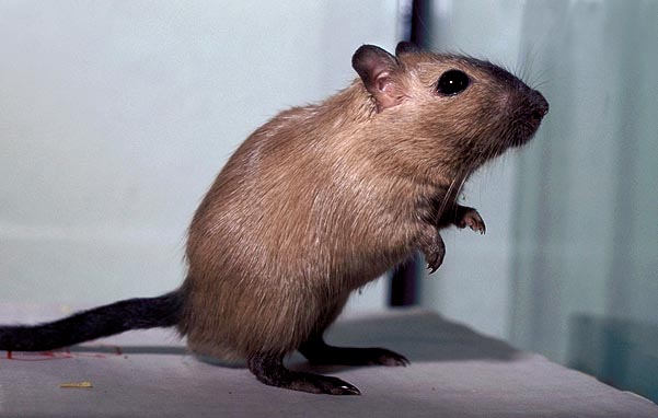 Burmese male gerbil