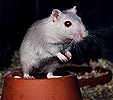 go to: lilac gerbils