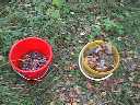 Recueil de champignons