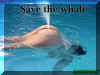 S-t-Whale.jpg (37724 Byte)