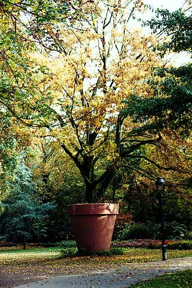 A planter two meters high