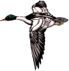 A Duck 1