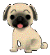 A Pug