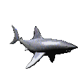 Shark 2
