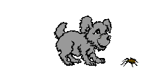 Dog Spider