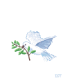 Dove 4