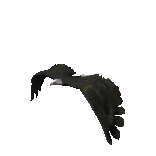 Eagle Fly