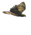 Hawk