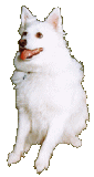White dog
