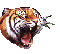 TIGRE