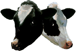 cows.gif