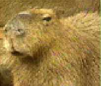 Capivara