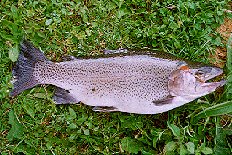 Peixe