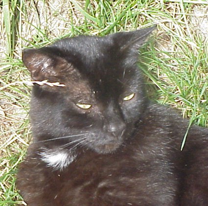 Midnight.jpg (74031 bytes)