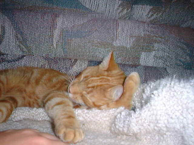 snoozing.JPG (54187 bytes)