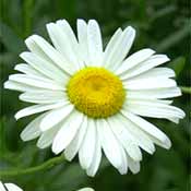 daisy.jpg