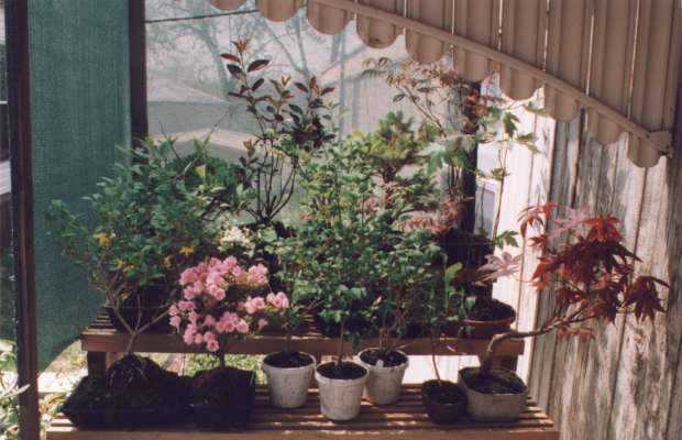 bonsai shelf