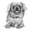Dog Drawing