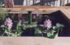 water hyacinth