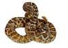 Rattler