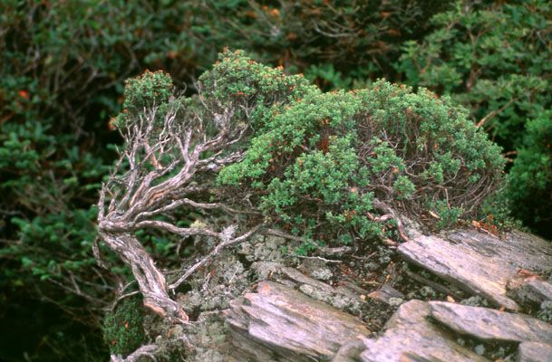 natural bonsai