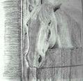 Tired horse