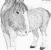Clydesdayle horse