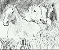Four horses galloping