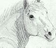 White stallion - rear view