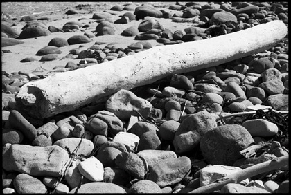 beach log