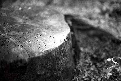 stump