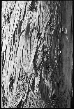 tree trunk