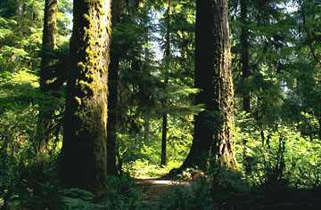 woodsb1.jpg