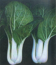 bok choy