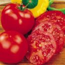 tomatoes